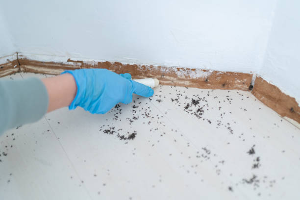 Best Affordable Pest Control Services  in Gardnerville, NV
